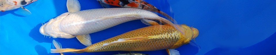 Koi, Goldfische, Shubunkin: eigene Fischzucht. - Hagmans Teiche GmbH