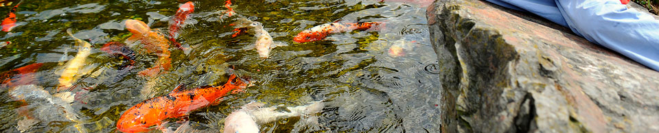 Teich-, Wasser- und Sumpfpflanzen - Hagmans Teiche GmbH