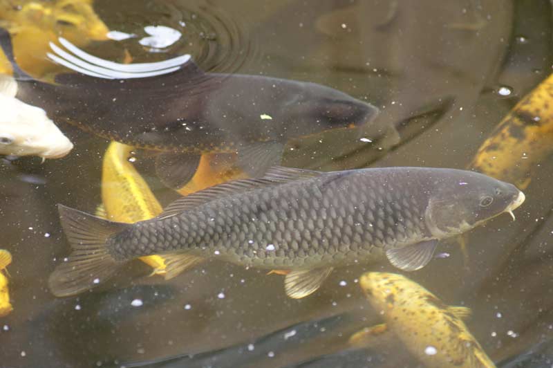 Koi Farben Grauer Koi