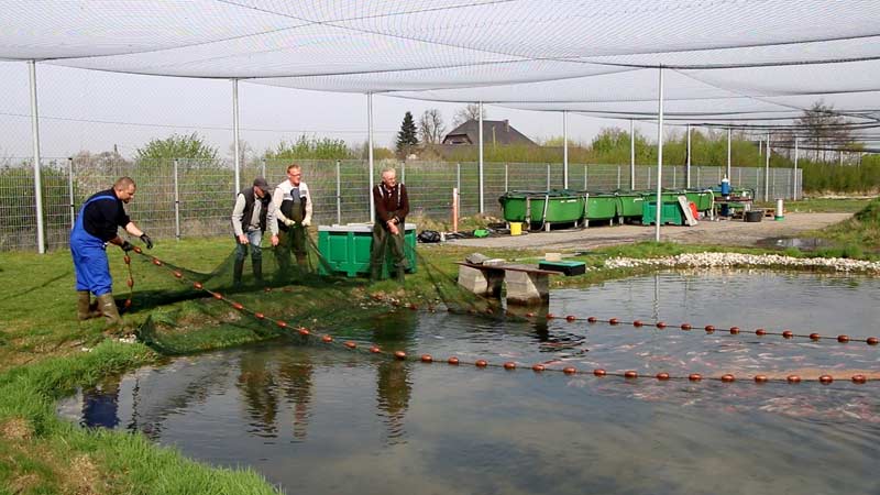 Koi Zucht Abfischen